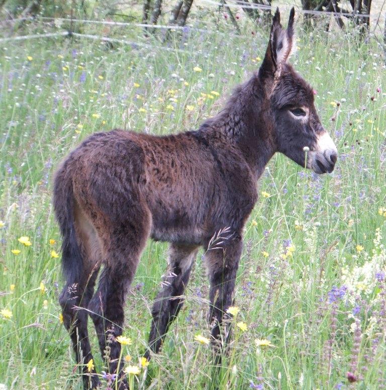 Saba